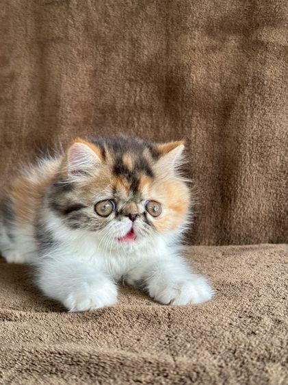 แมวสามสีนำโชค รูปที่ 5