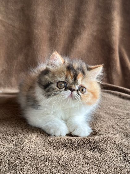 แมวสามสีนำโชค รูปที่ 2