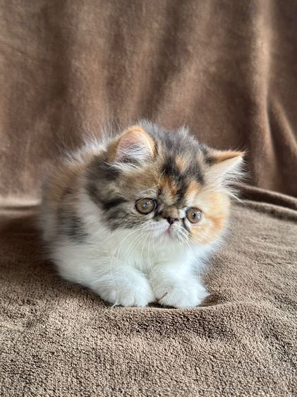 แมวสามสีนำโชค รูปที่ 3