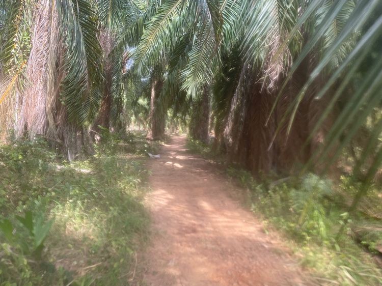ไม่ใช่ สวนปาล์ม อยู่ประจวบคีรีขันธ์ 21 ไร่ รูปที่ 4