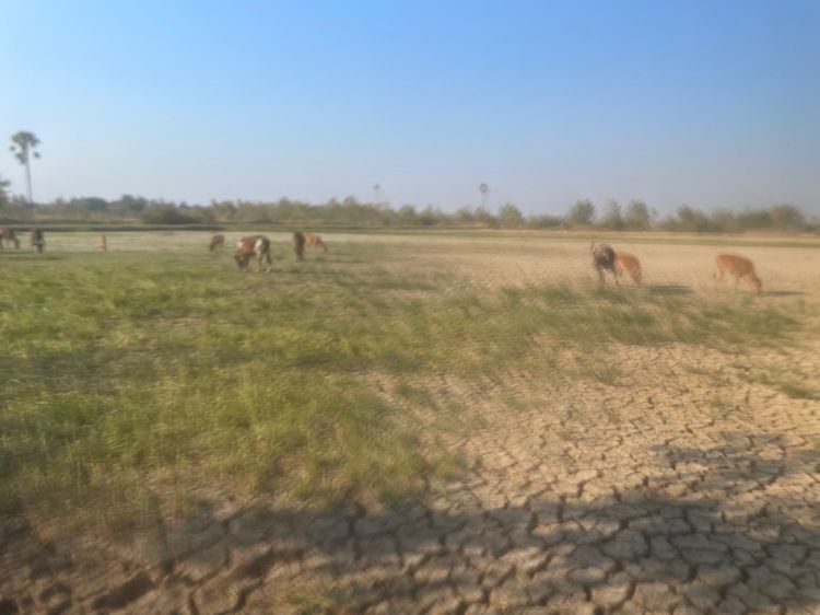 ไม่ใช่ ที่ดิน อยู่ชะอำ เพชรบุรี 10 ไร่ รูปที่ 4