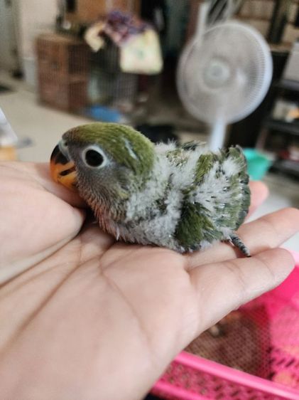 ลูกป้อนเลิฟ​เบิร์ด​ รูปที่ 3