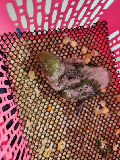 ลูกป้อนเลิฟ​เบิร์ด​ รูปที่ 2