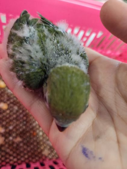 ลูกป้อนเลิฟ​เบิร์ด​