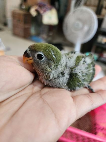 ลูกป้อนเลิฟ​เบิร์ด​ รูปที่ 4