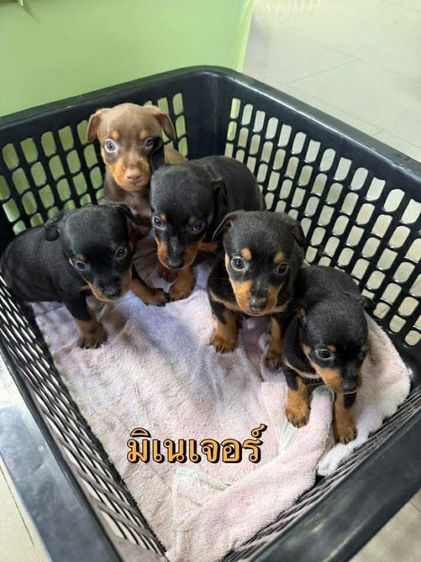 อื่นๆ กลาง มิเนเจอร์