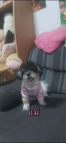 ชิสุผสมพุดเดิ้ล รูปที่ 2