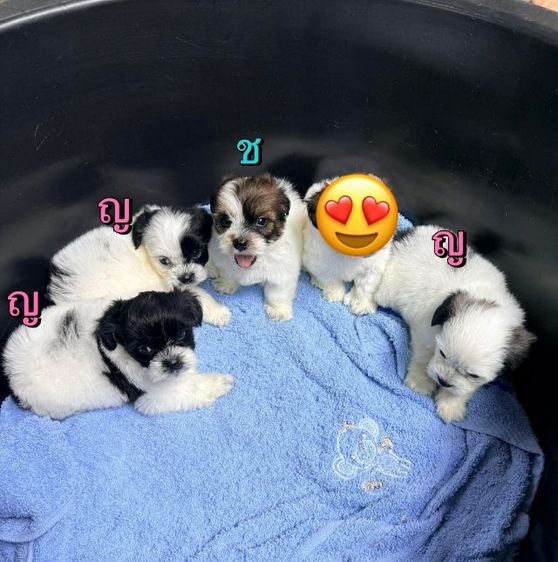 ชิสุ (Shih Tzu) เล็ก ชิสุผสมพุดเดิ้ล