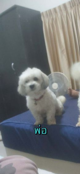 ชิสุผสมพุดเดิ้ล รูปที่ 3