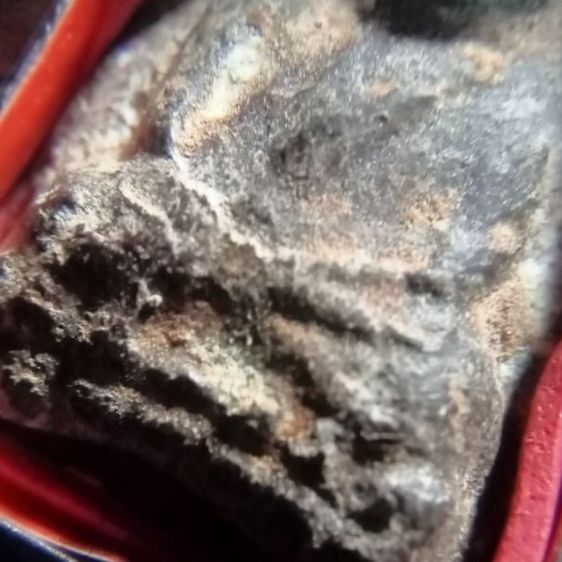 ปู่ทวดเนื้อว่าน รูปที่ 5