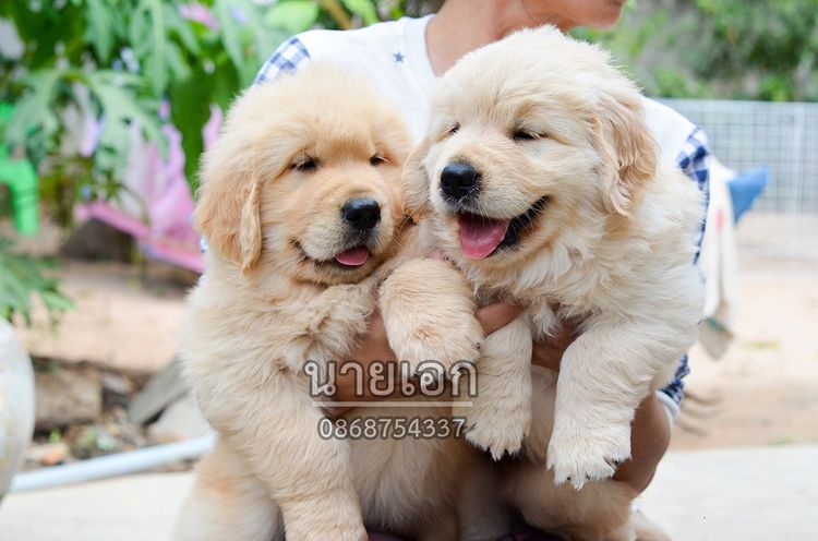 ขายลูกโกลเด้นแท้ ลูกโกลเด้นรีทรีฟเวอร์ พร้อมส่งลูกค้า กรุงเทพฯ นนทบุรี ปทุมธานี สมุทรปราการ ชลบุรี ระยอง โคราช สระบุรี ฉะเชิงเทรา นครนายก ฯล รูปที่ 2