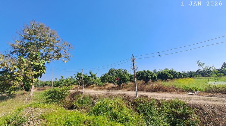 เจ้าของขายเอง สวนลำไยเชิงดอย อ. จอมทอง จ.เชียงใหม่ ห่างถนนสี่เลนส์เพียง 900 มตร รูปที่ 2