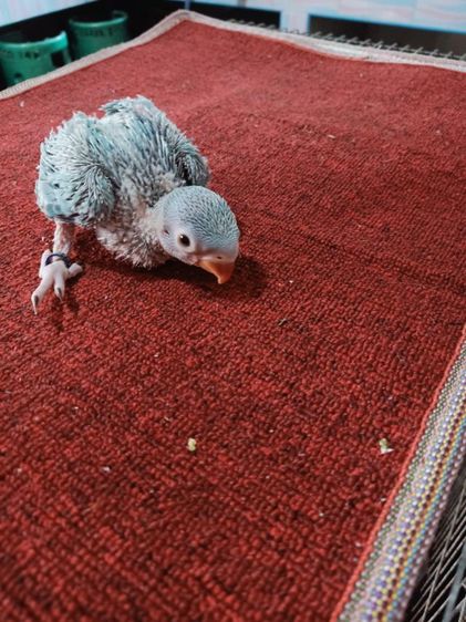 ขายลูกนกแก้วริงเนค รูปที่ 4