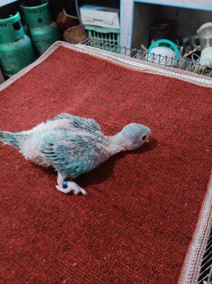 ขายลูกนกแก้วริงเนค รูปที่ 3