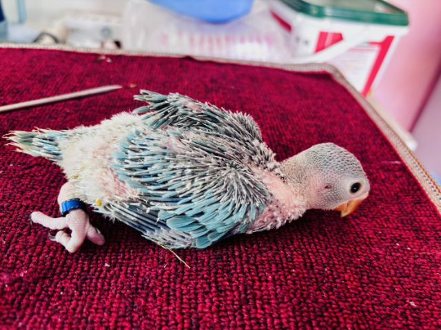 ขายลูกนกแก้วริงเนค