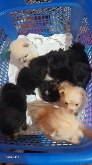 ชิวาว่า รูปที่ 2