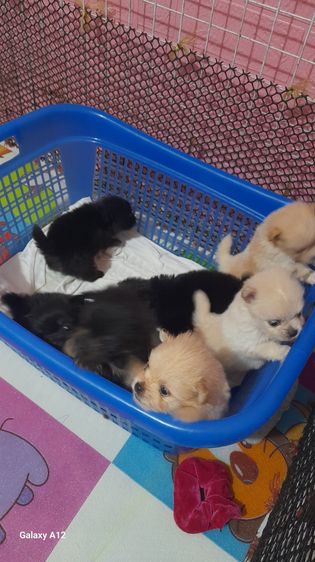 ชิวาวา (Chihuahua) เล็ก ชิวาว่า