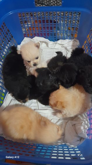 ชิวาว่า รูปที่ 3