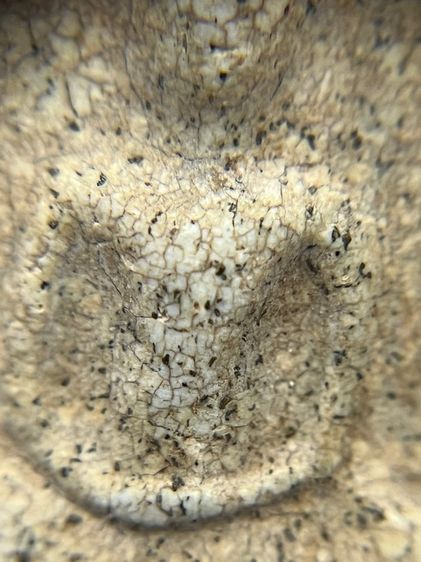 สมเด็จไม่ทราบที่ รูปที่ 8