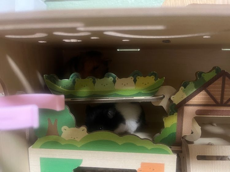 หนูแฮมเตอร์