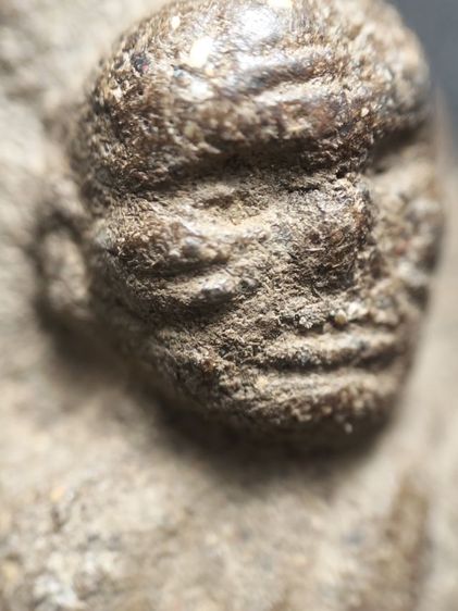 หลวงปู่ทวดเนื้อว่านครับ รูปที่ 5