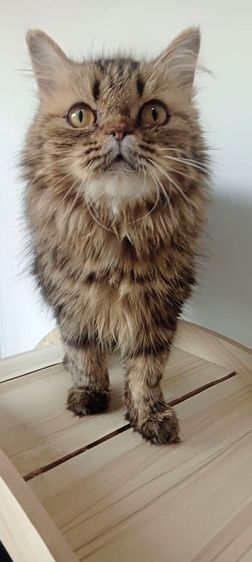 แมวเปอร์เซียเพศ ญ. รูปที่ 3