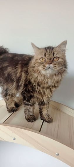 แมวเปอร์เซียเพศ ญ. รูปที่ 2