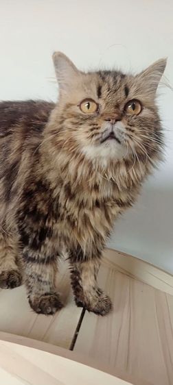 แมวเปอร์เซียเพศ ญ. รูปที่ 4