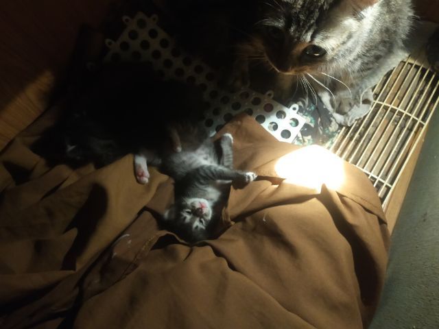 แมวเปอเซียผสม อายุ1เดือน สินสอด500 บาท