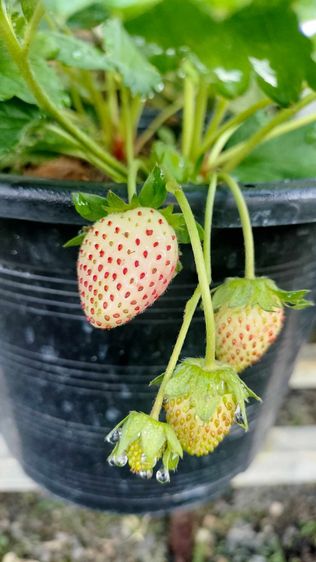 ต้นสตรอเบอร์รี่ กระถาง 10 นิ้ว รูปที่ 4