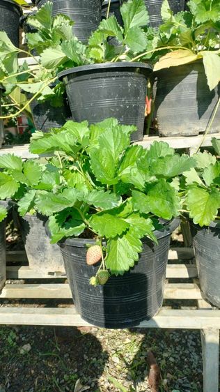ต้นสตรอเบอร์รี่ กระถาง 10 นิ้ว รูปที่ 6