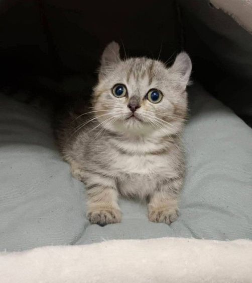 อื่นๆ ขายแมวขาสั้นหูพลิกเพศชาย