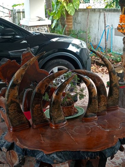 3ชุด6ชิ้น เขาแท้แกะลายเสือมังกรฐานไม้สักเก่าโบราณสภาพเยี่ยม รูปที่ 7