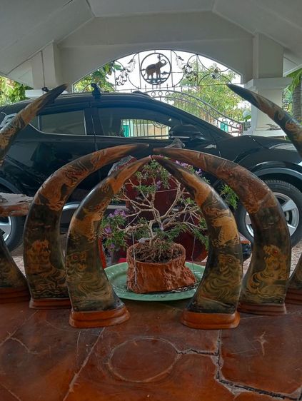 3ชุด6ชิ้น เขาแท้แกะลายเสือมังกรฐานไม้สักเก่าโบราณสภาพเยี่ยม รูปที่ 3