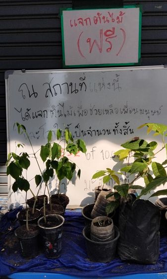 แจกต้นไม้ฟรี รูปที่ 14