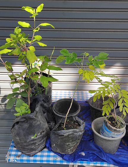 แจกต้นไม้ฟรี รูปที่ 13