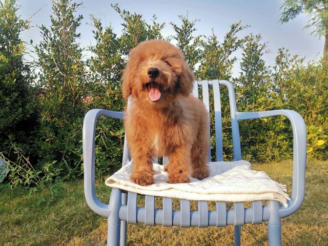 บิชองพูหมีๆยักๆกอดแน่นๆต้องชุดนี้เลย รูปที่ 9