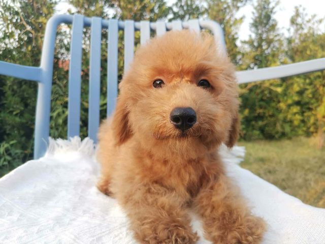 บิชองพูหมีๆยักๆกอดแน่นๆต้องชุดนี้เลย รูปที่ 2