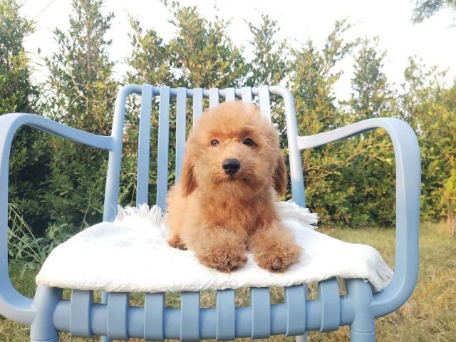 บิชองพูหมีๆยักๆกอดแน่นๆต้องชุดนี้เลย รูปที่ 3