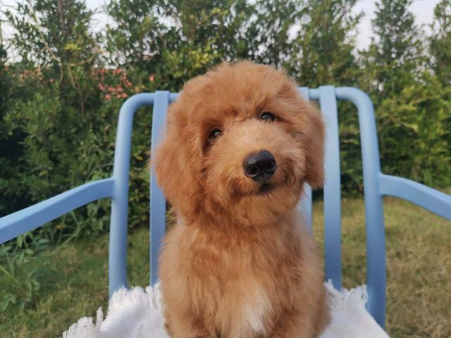 บิชองพูหมีๆยักๆกอดแน่นๆต้องชุดนี้เลย รูปที่ 7