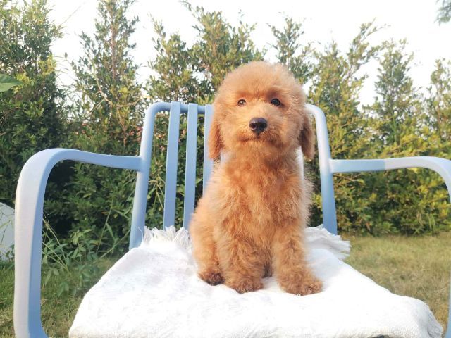 บิชองพูหมีๆยักๆกอดแน่นๆต้องชุดนี้เลย รูปที่ 4