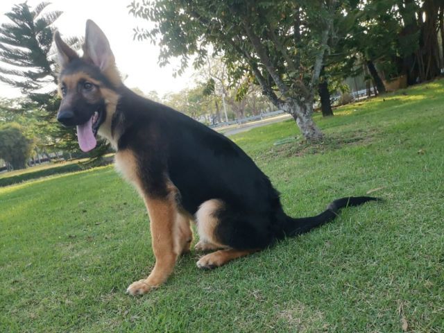 เยอรมันเชเพิร์ด (German Shepherd) เพศผู้

9500

วัคซีน2เข็ม ถ่ายพยาธิแล้ว รูปที่ 7