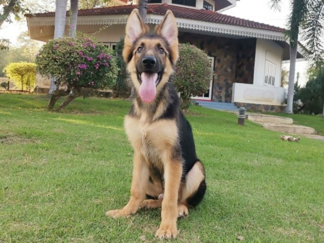 เยอรมันเชเพิร์ด (German Shepherd) เพศผู้

9500

วัคซีน2เข็ม ถ่ายพยาธิแล้ว รูปที่ 3