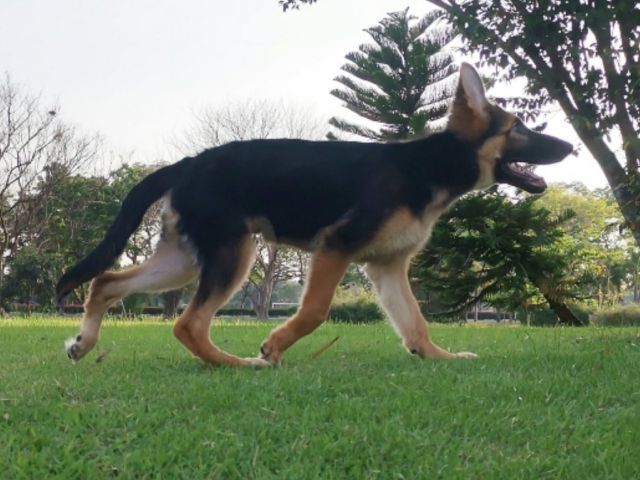 เยอรมันเชพเพิร์ด (German Shepherd) ใหญ่ เยอรมันเชเพิร์ด (German Shepherd) เพศผู้

9500

วัคซีน2เข็ม ถ่ายพยาธิแล้ว