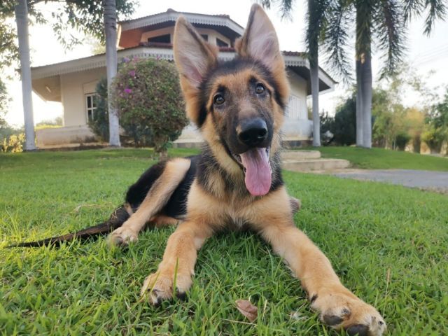 เยอรมันเชเพิร์ด (German Shepherd) เพศผู้

9500

วัคซีน2เข็ม ถ่ายพยาธิแล้ว รูปที่ 2