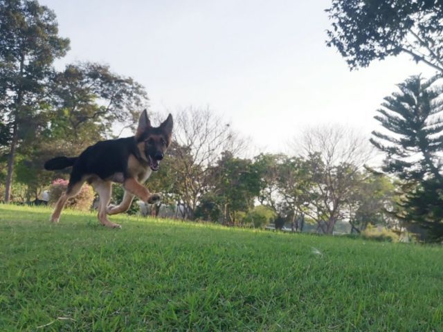 เยอรมันเชเพิร์ด (German Shepherd) เพศผู้

9500

วัคซีน2เข็ม ถ่ายพยาธิแล้ว รูปที่ 6