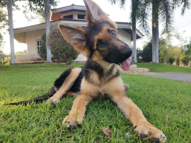 เยอรมันเชเพิร์ด (German Shepherd) เพศผู้

9500

วัคซีน2เข็ม ถ่ายพยาธิแล้ว รูปที่ 4