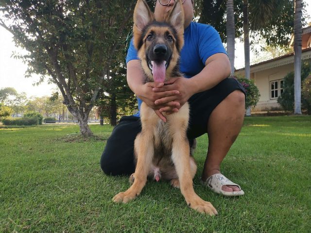 เยอรมันเชเพิร์ด (German Shepherd) เพศผู้

9500

วัคซีน2เข็ม ถ่ายพยาธิแล้ว รูปที่ 5