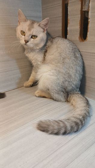 แมวสก้อตติช สีซิลเวอร์ เพศผู้ วัคซีนแล้วก่อนย้ายตรวจหัดให้ฟรีรับประกันเอดส์แมวกับรูคีเมียคะ รูปที่ 6