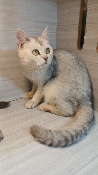 แมวสก้อตติช สีซิลเวอร์ เพศผู้ วัคซีนแล้วก่อนย้ายตรวจหัดให้ฟรีรับประกันเอดส์แมวกับรูคีเมียคะ รูปที่ 4